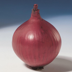 Cebula Red Baron  250 000 nasion zw st